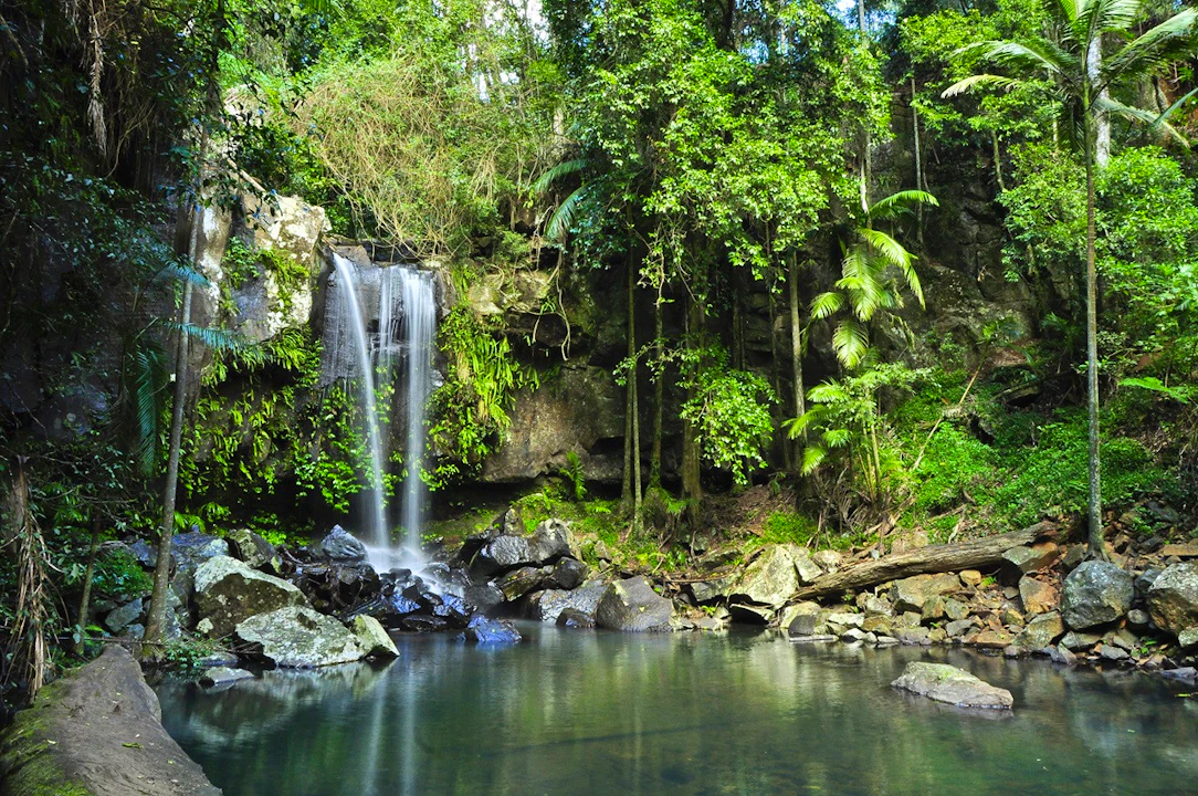 Tamborine Mountain Walk & Wine Tasting Tour